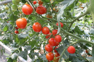 茎についた赤いたくさんのトマトの写真