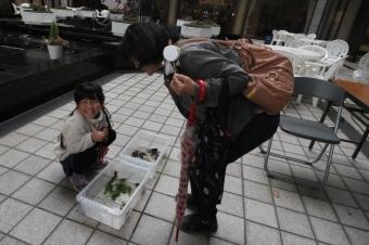 水生生物に触れる親子の写真