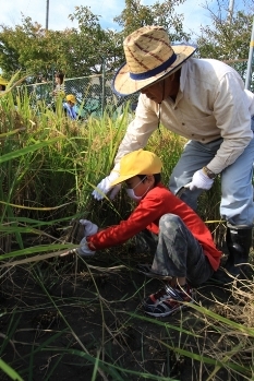 地域の方の指導のもと、稲を刈る児童