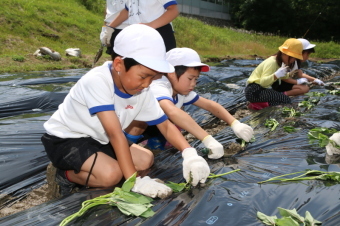 さつま芋の苗を植える児童たちの写真