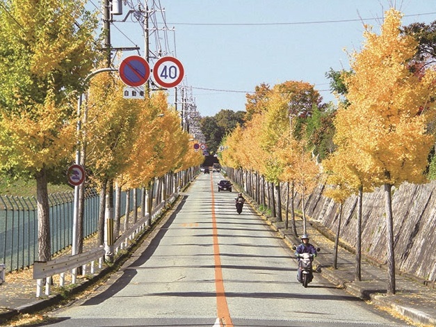 いちょう並木
