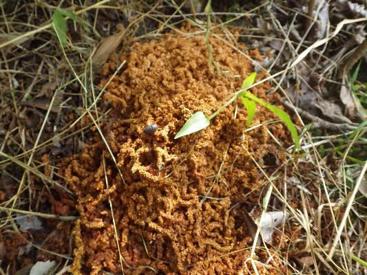 クビアカツヤカミキリの大量のフラスの写真