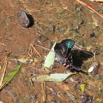 カラスアゲハ