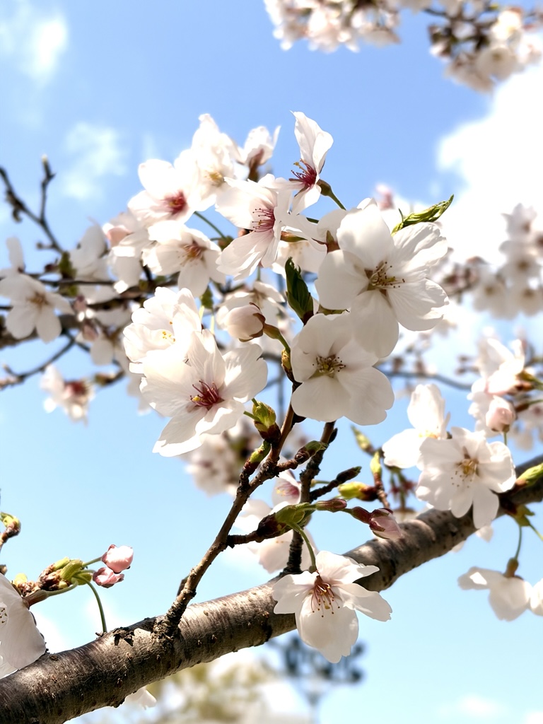 さくらの開花についての画像2