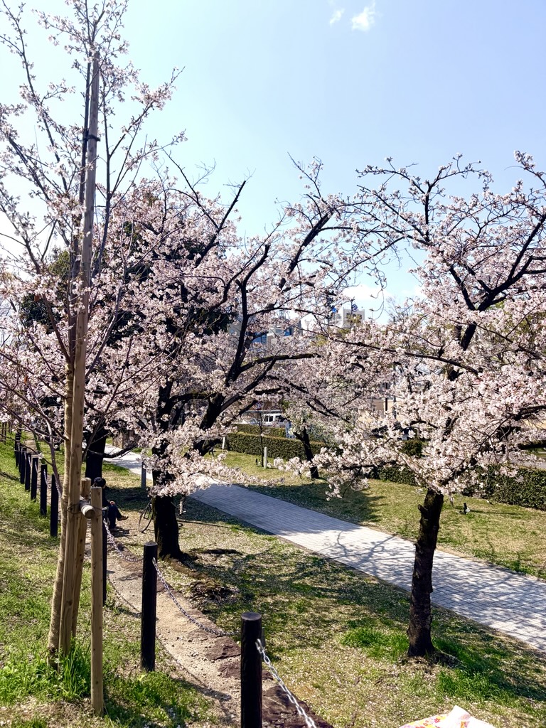 さくらの開花についての画像1