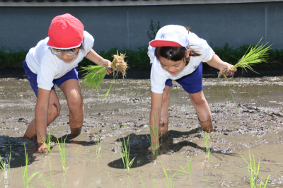 田植えをする児童らの写真