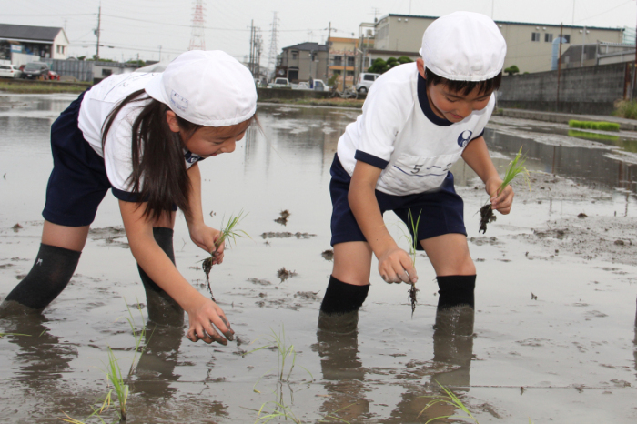 田植えをする児童らの画像