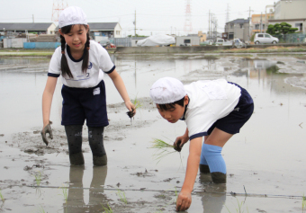 田植えをする児童らの画像