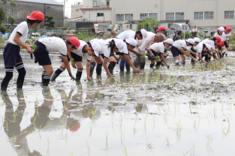 田植を行っている画像