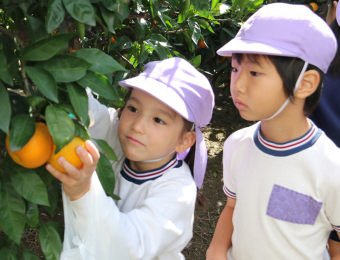 幼稚園児がみかん狩りをする様子の写真