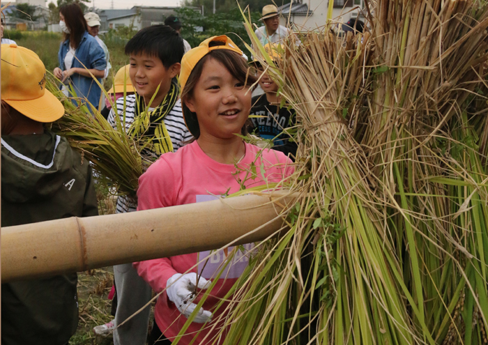 刈り取った稲を稲木に掛ける児童