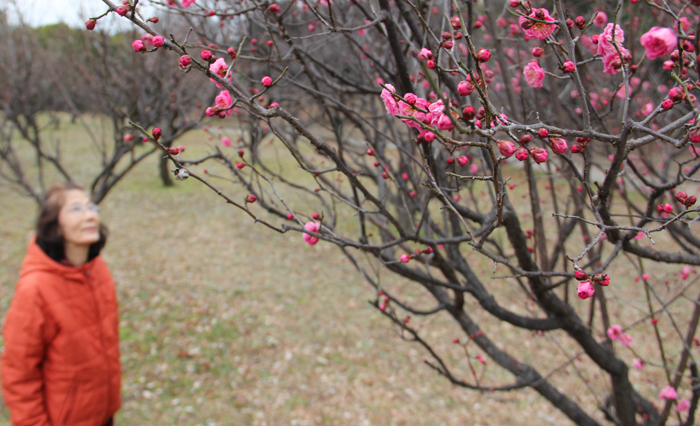 鮮やかな梅の花を眺める市民の写真