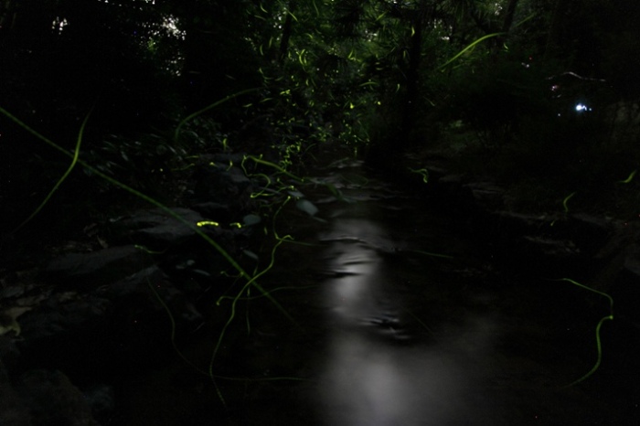 西河原公園のホタル