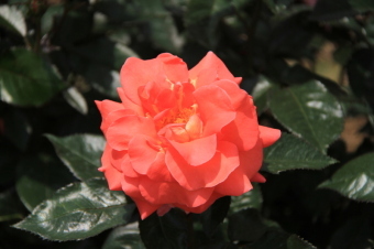 園内に咲いているバラの一種であるダニエルギランを撮影した画像