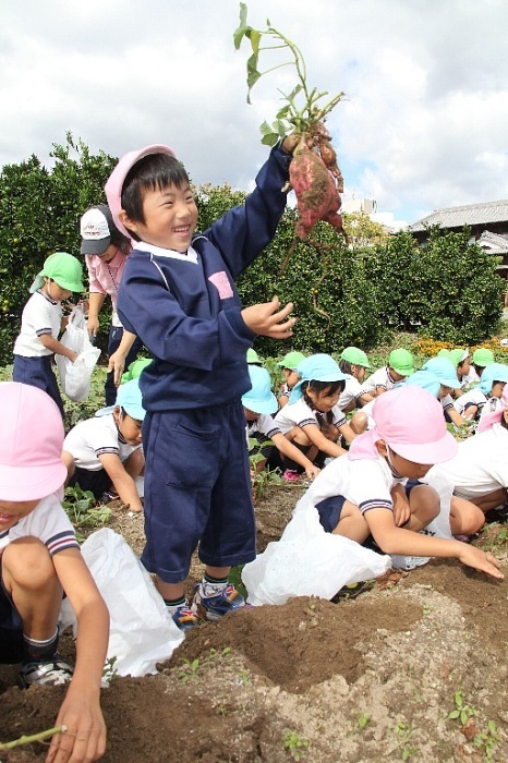 いも掘りをする園児ら