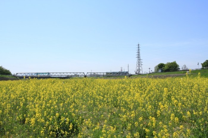 (写真)安威川河川敷に広がる菜の花