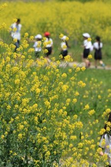 (写真)菜の花畑の子どもたち