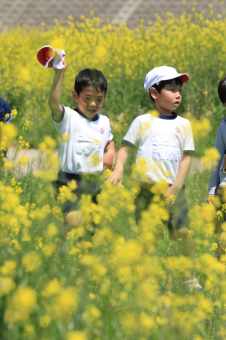 (写真)菜の花畑の中の子どもたち