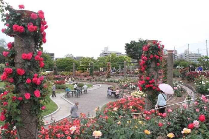 バラが咲き誇る若園公園全体風景の画像