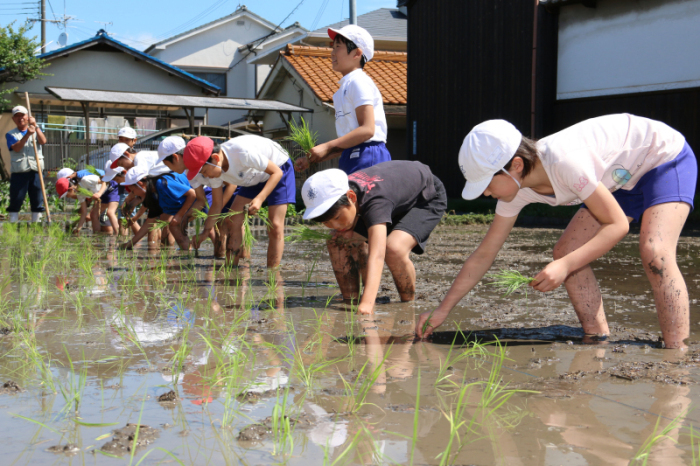 田植えをする児童らの写真