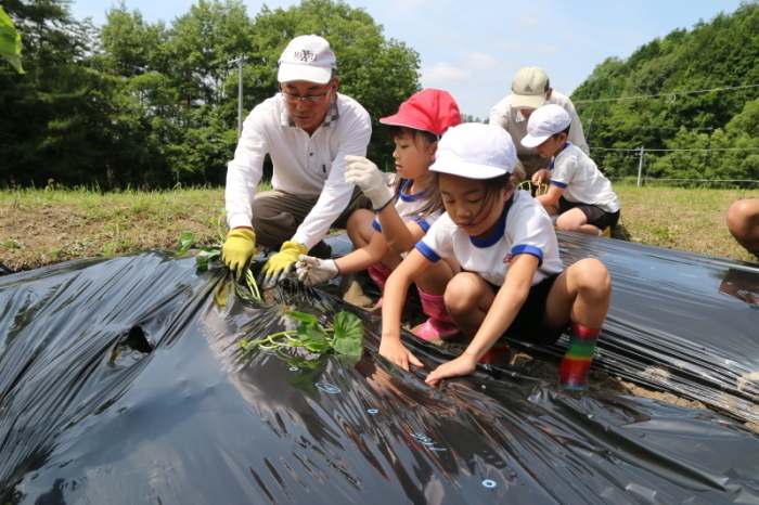 さつま芋の苗を植える児童たちの写真