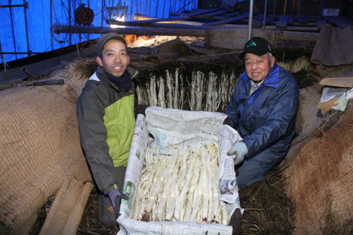 ウドの収穫をする後藤さんと中井さんの写真