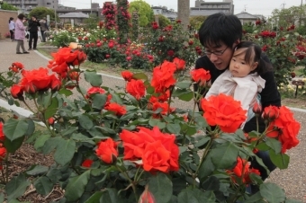 オレンジのバラを見る親子の画像