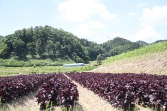 見山地区の赤しそ畑と風景