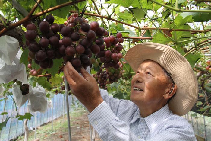 ピオーネの収穫をする生産農家の主馬野信芳さん