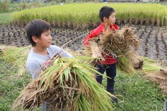 収穫した稲穂を運ぶ児童たち