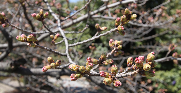 中央公園で色づき始めた桜のつぼみの写真