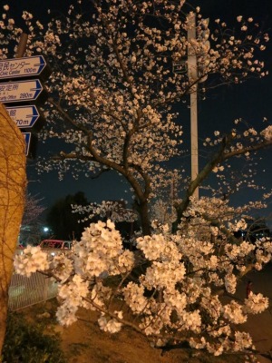 市役所前に咲く、神秘的な夜の桜の写真