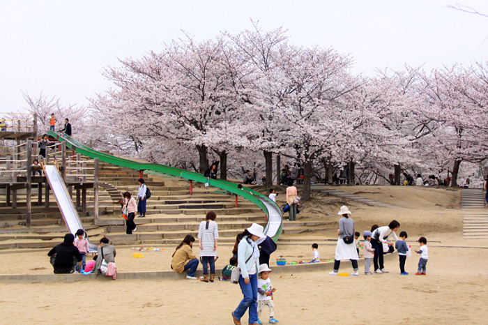 水尾公園で花見をしたり遊具で遊ぶ家族連れの写真