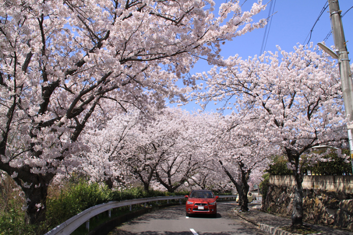 山手台に満開に咲く桜並木とその下を走る車の写真