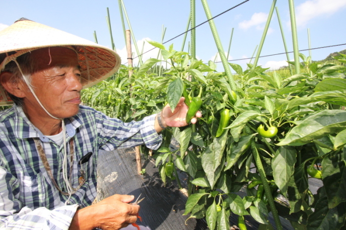 音峰大三さんが野菜の様子を見ている写真