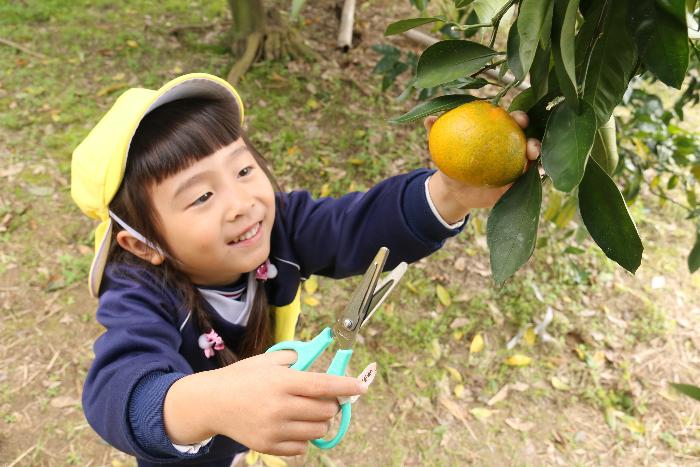 みかん狩りを行う園児