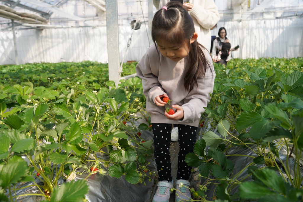 寺田農園摘み取り