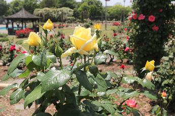 若園公園の様子