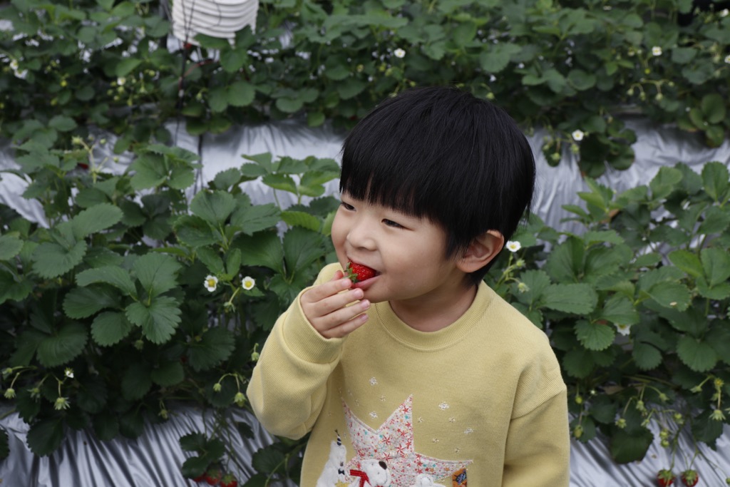寺田農園いちご