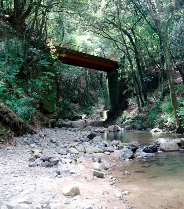 （イメージ）オオサンショウウオが見られるかも！？竜仙峡の魅力発見ツアー（終了しました）