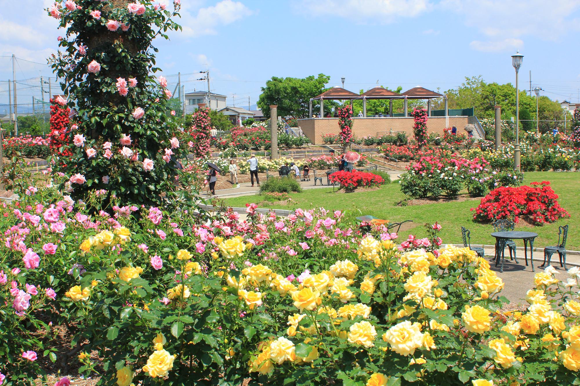 若園公園バラ園