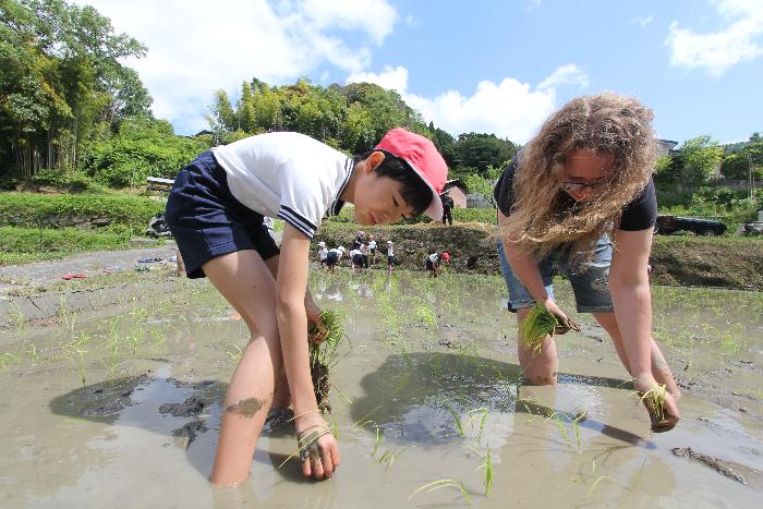 児童と留学生が田植えを行っている様子