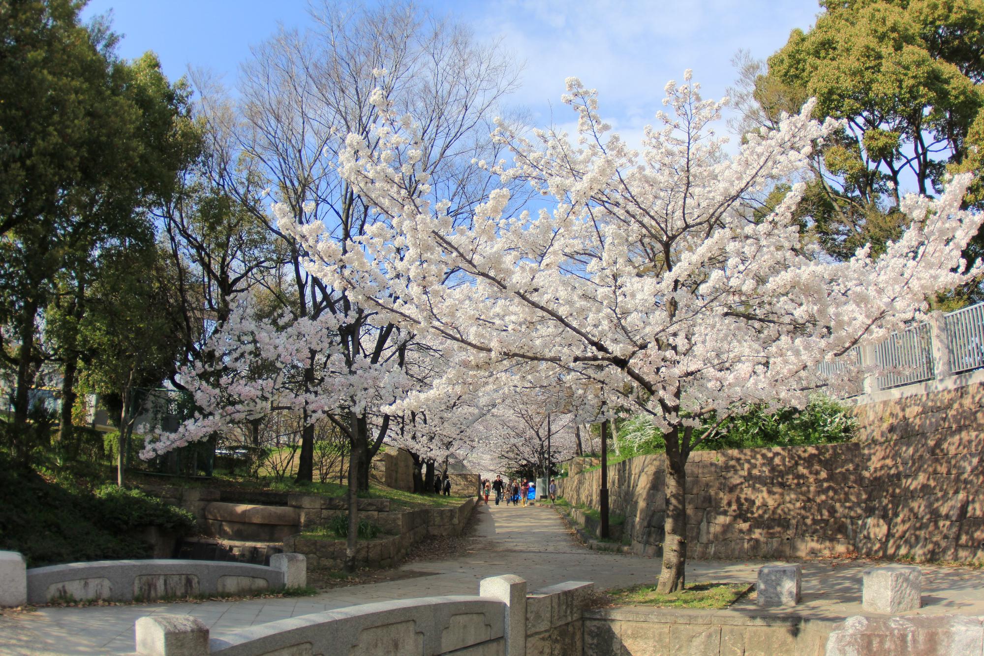 元茨木川緑地桜