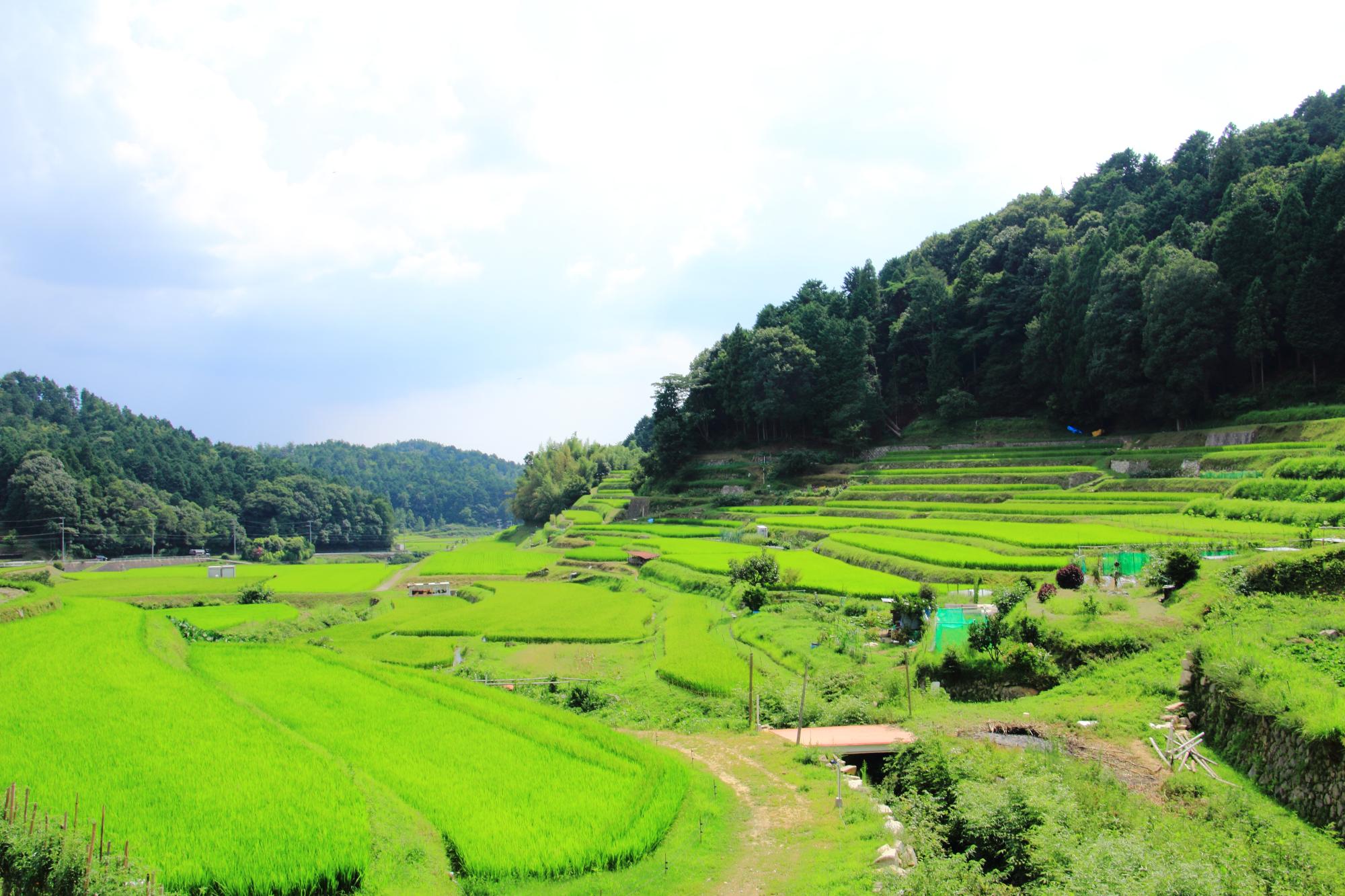 里山の棚田