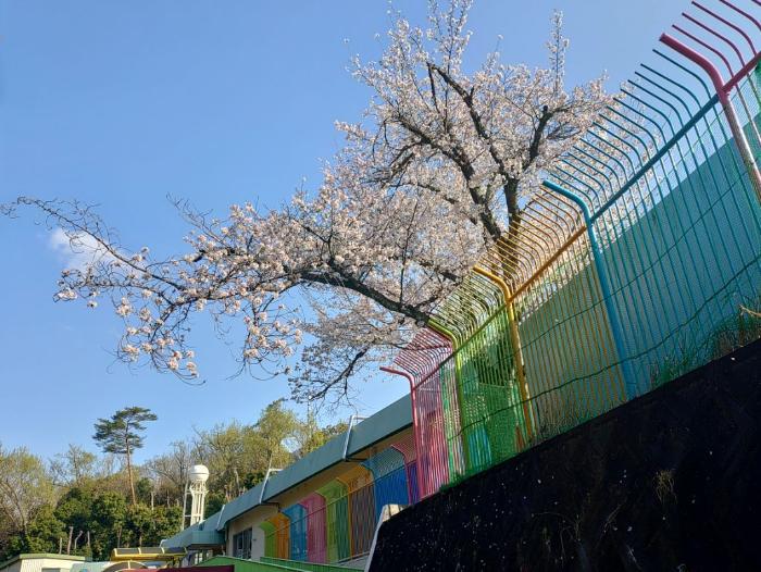あけ桜