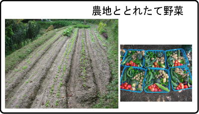 農地ととれたて野菜の写真