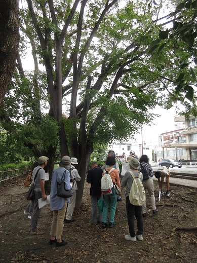 川端通りの樹木観察