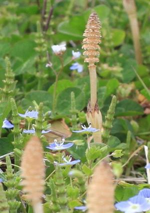 探検講座「春の植物観察」