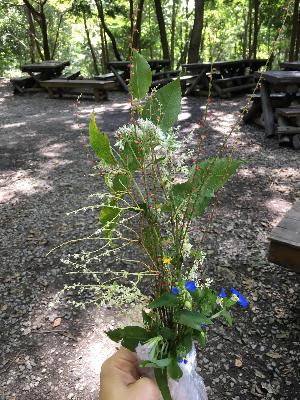 野原で花を摘んでいる写真