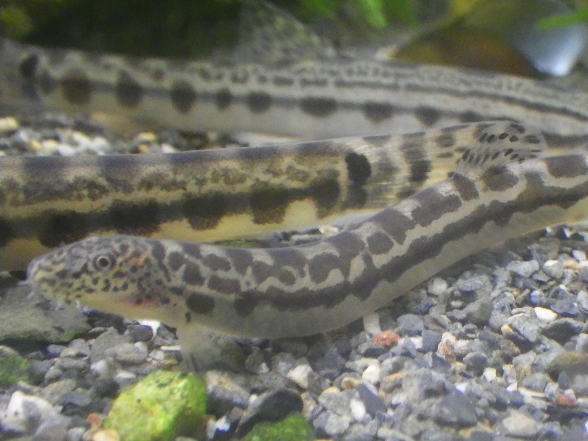 （イメージ）生きもの調査員養成連続講座